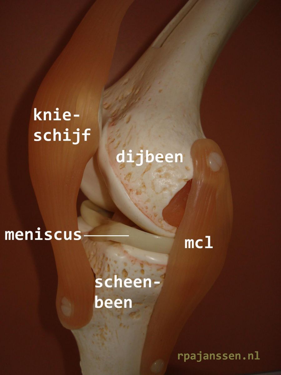 Zij aanzicht knie (mcl = mediaal collateraal ligament)