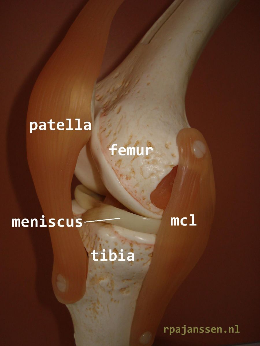 Side view knee