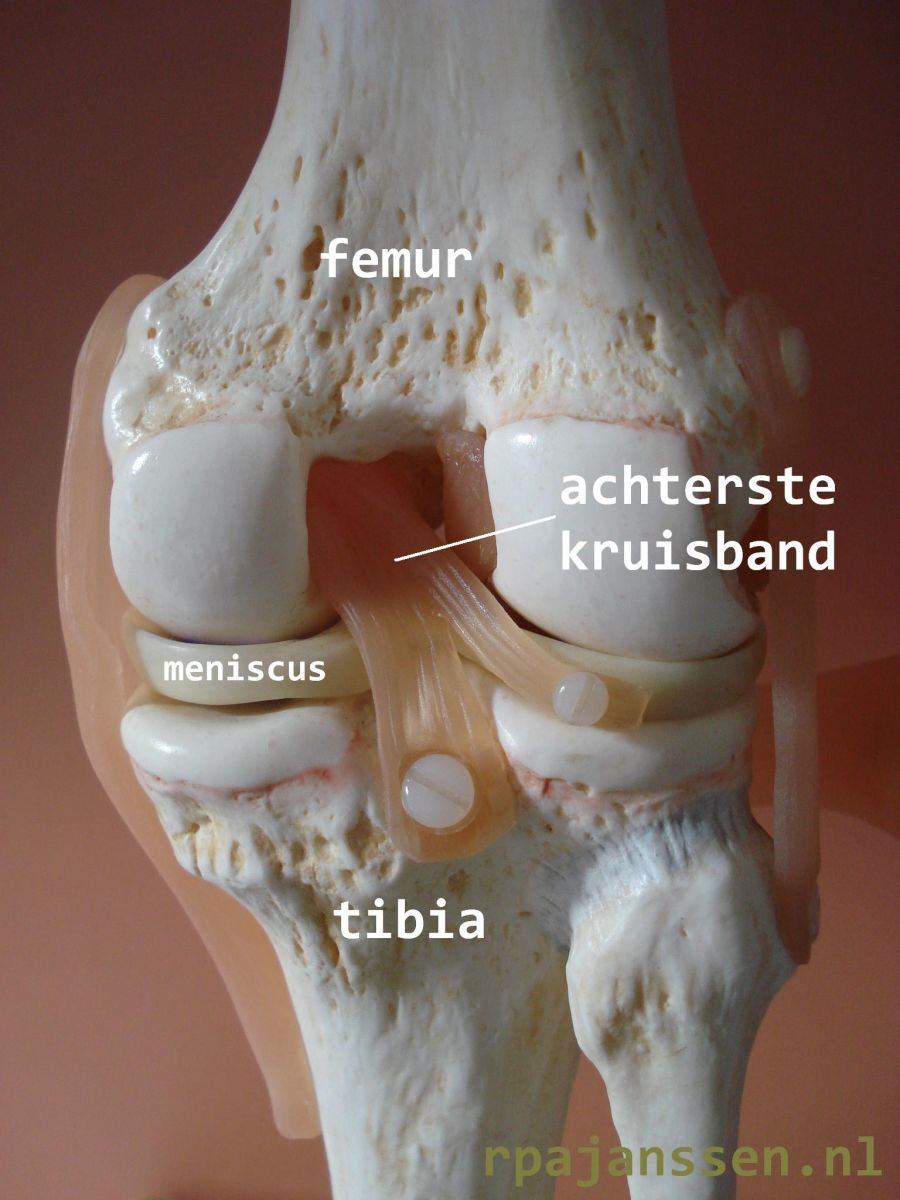 Achteraanzicht van de knie: achterste kruisband tussen femur en tibia (ook afgebeeld meniscus)