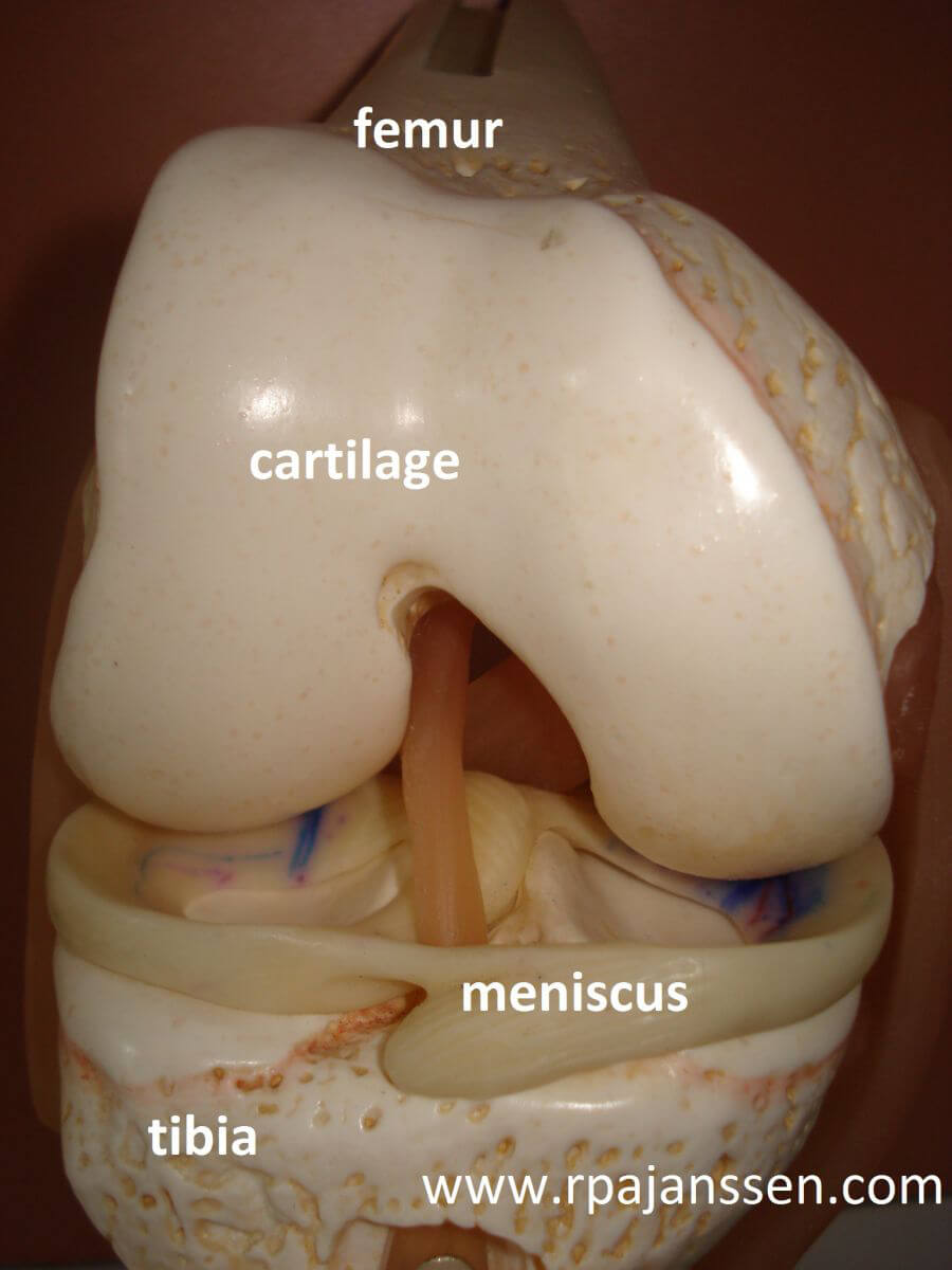Anterior view knee
